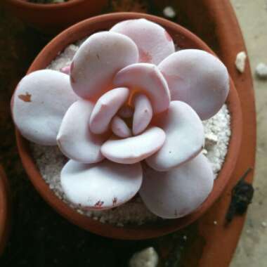 Echeveria laui