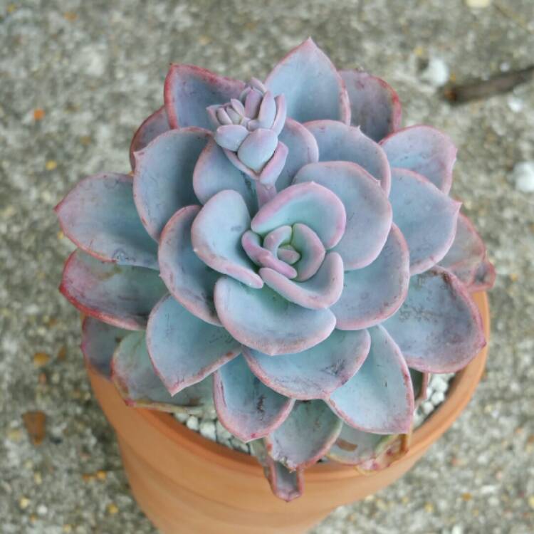plant image 1028921 plant image 1028921