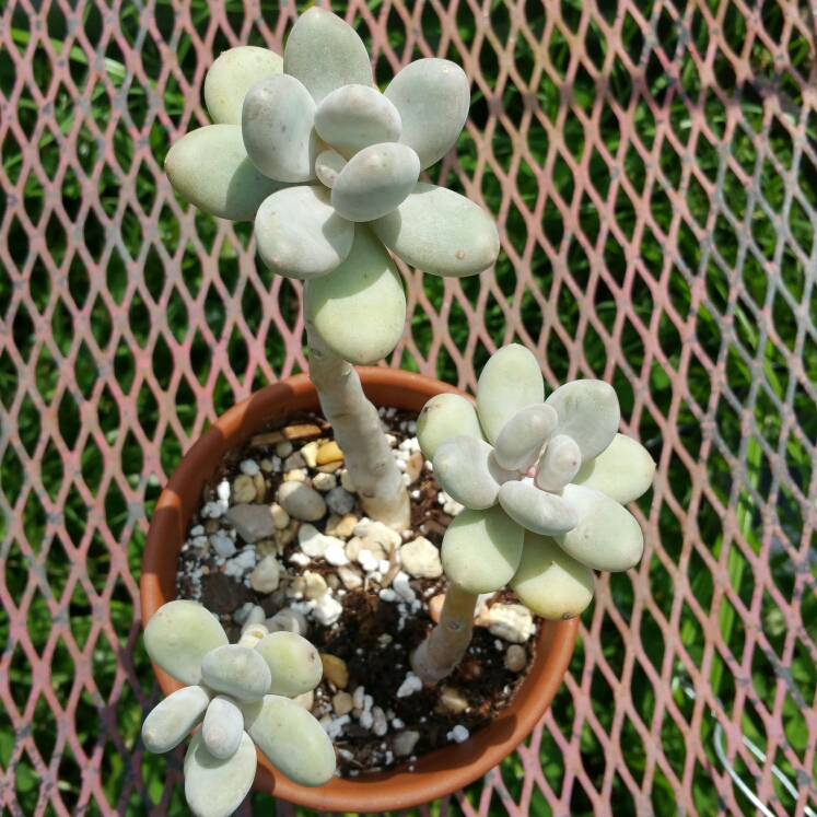 plant image 1048276 plant image 1048276