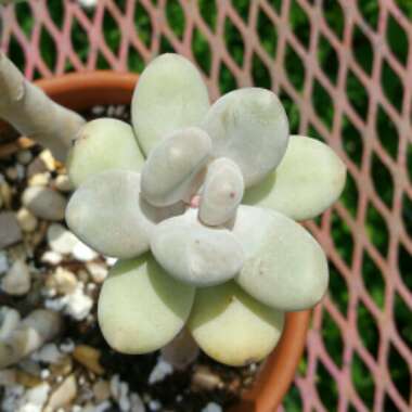 Pachyphytum Blue Haze