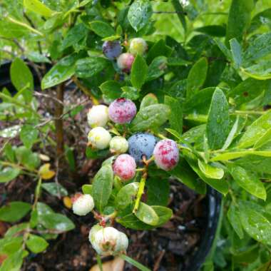 Vaccinium corymbosum 'Sunshine Blue'