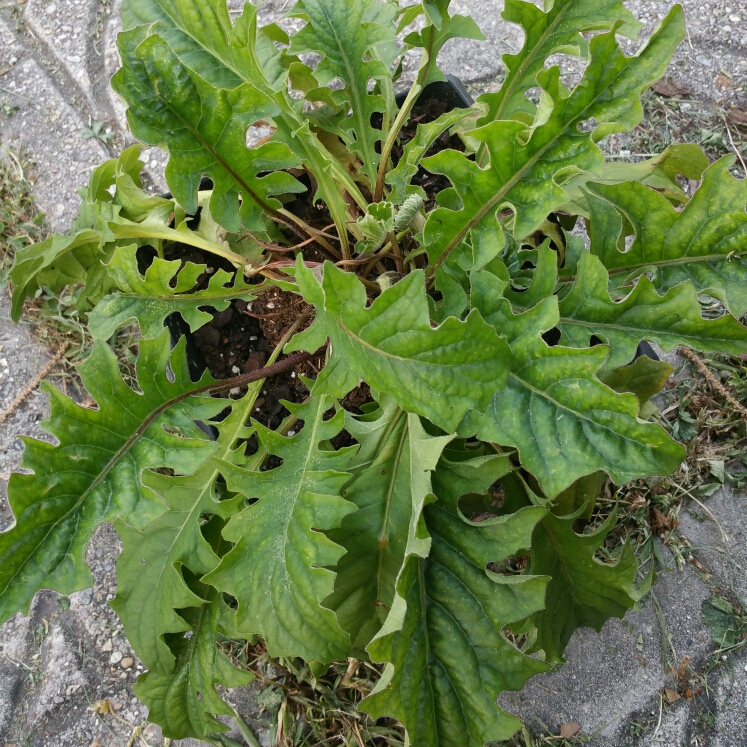 plant image 1056393