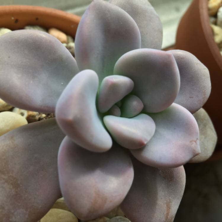 plant image 608339