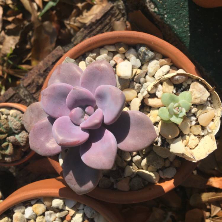 plant image 608340