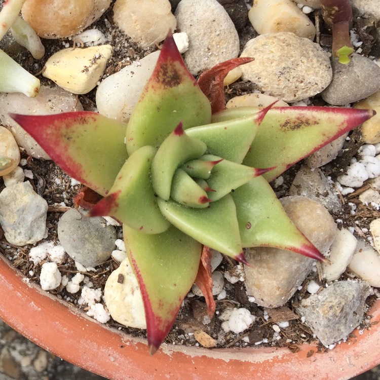 plant image 620837