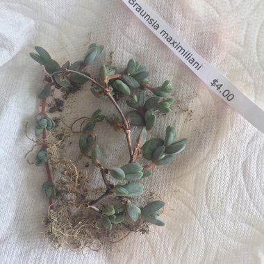 Braunsia maximiliani