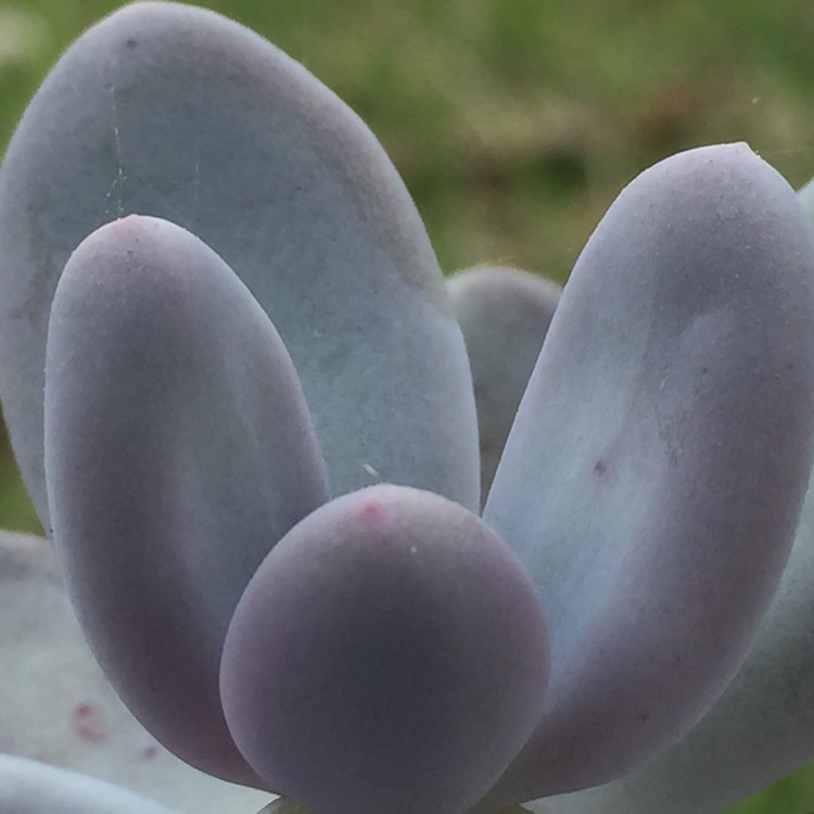 plant image 628564 plant image 628564