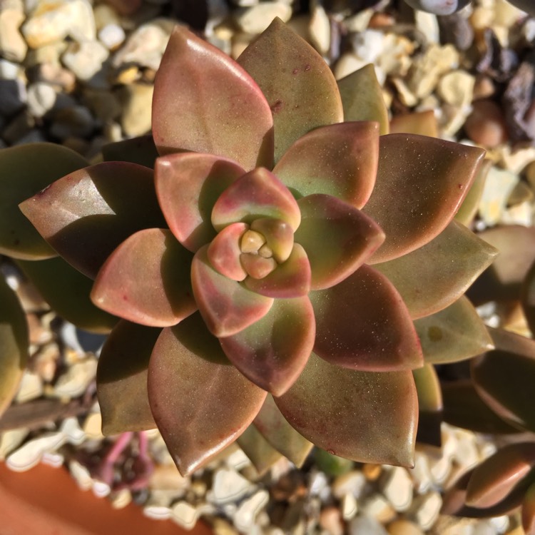 plant image 629450 plant image 629450