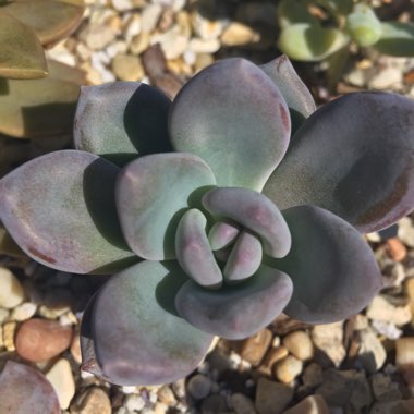 x Pachyveria Powder Puff