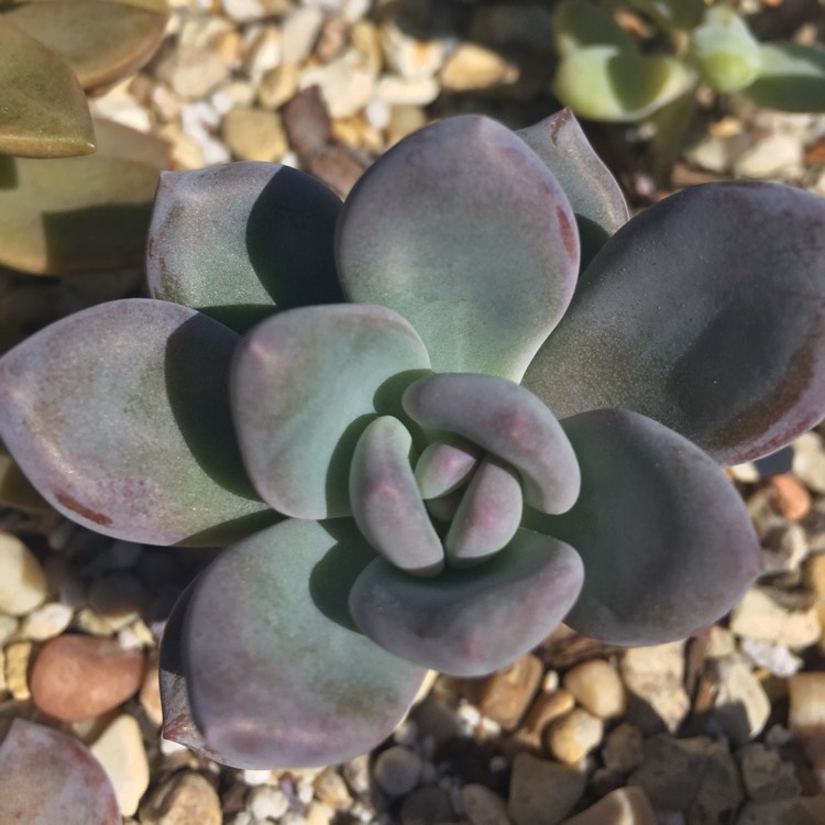 plant image 632235