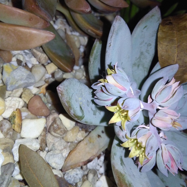 plant image 632268