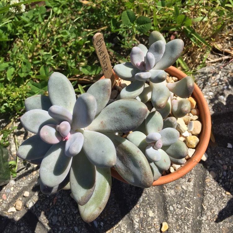 plant image 635744 plant image 635744