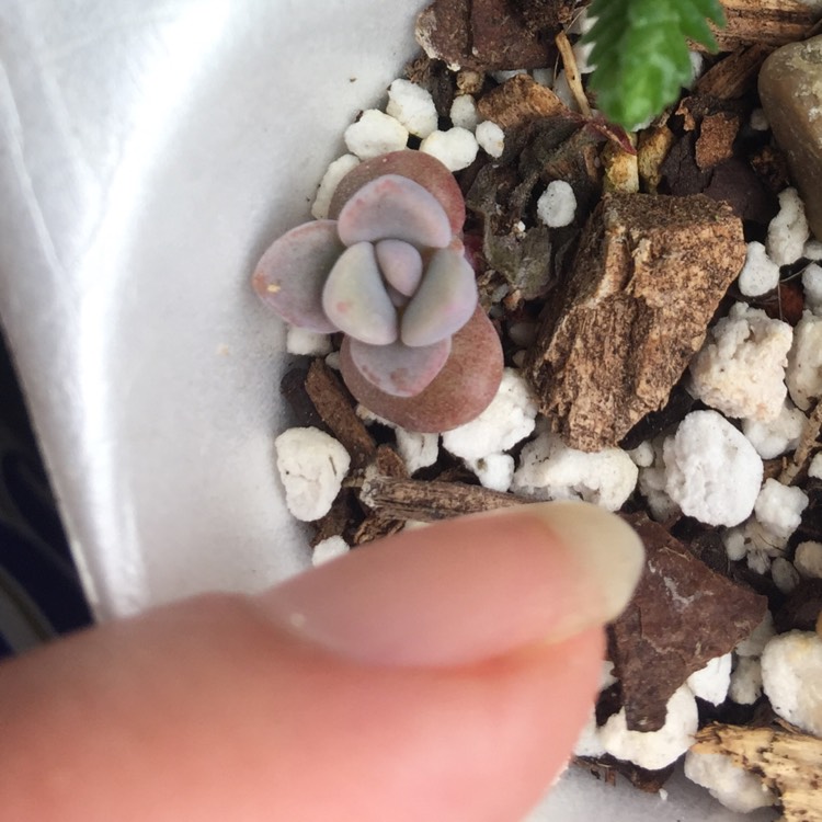 plant image 636306