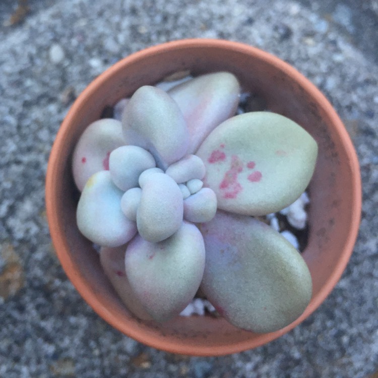 plant image 636581