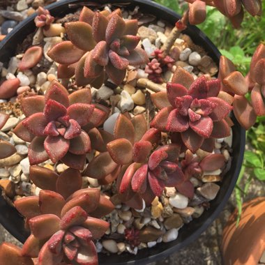x Graptosedum Bronze