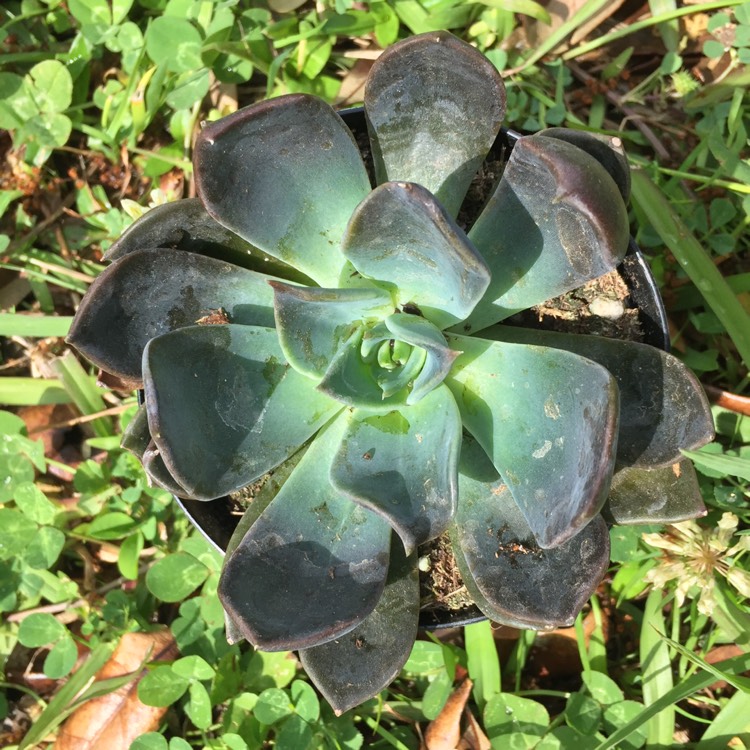 plant image 643783 plant image 643783