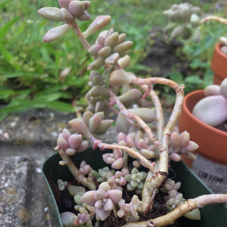 plant image 643882 plant image 643882