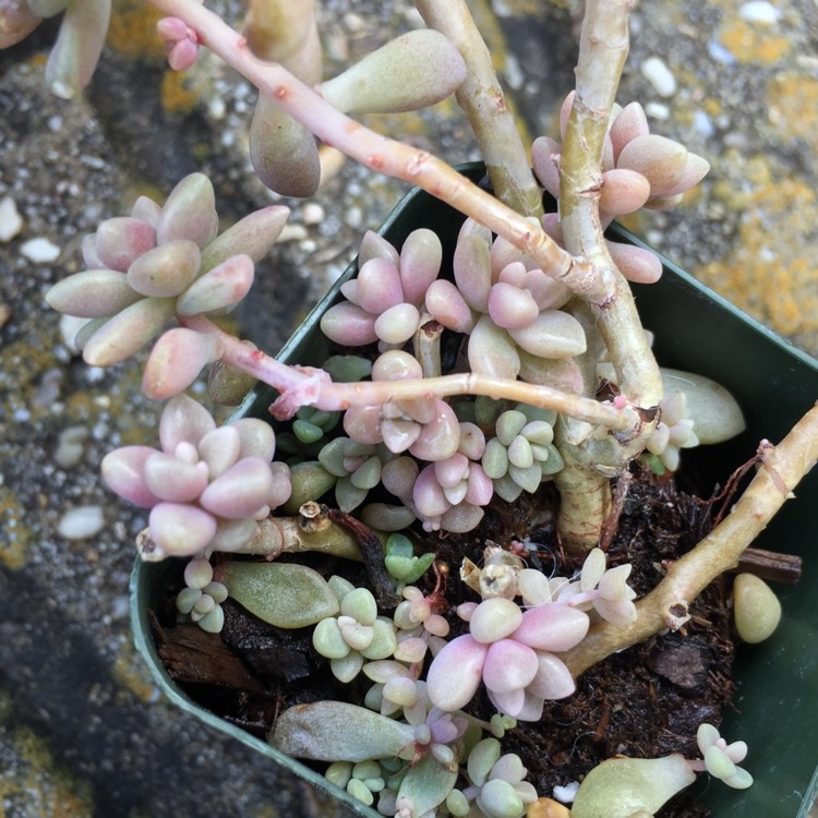 plant image 643884 plant image 643884