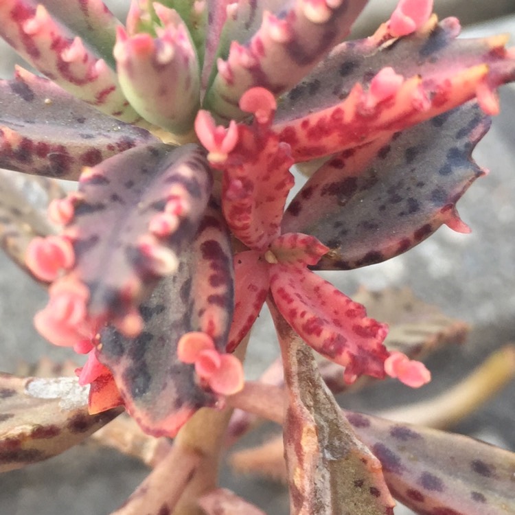 plant image 644685