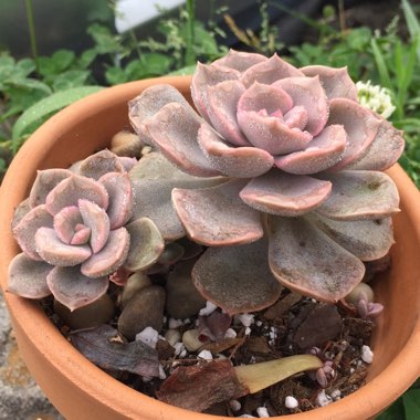xGraptoveria Debbi