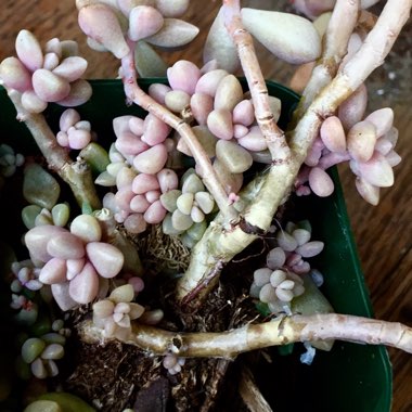 Graptopetalum Mirinae