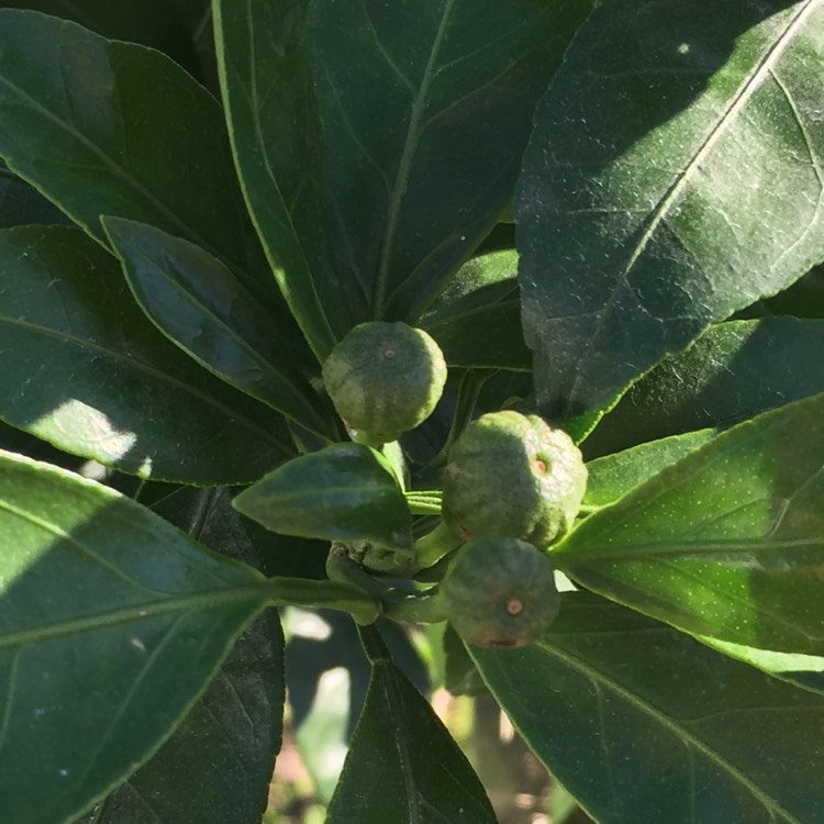 plant image 661921 plant image 661921