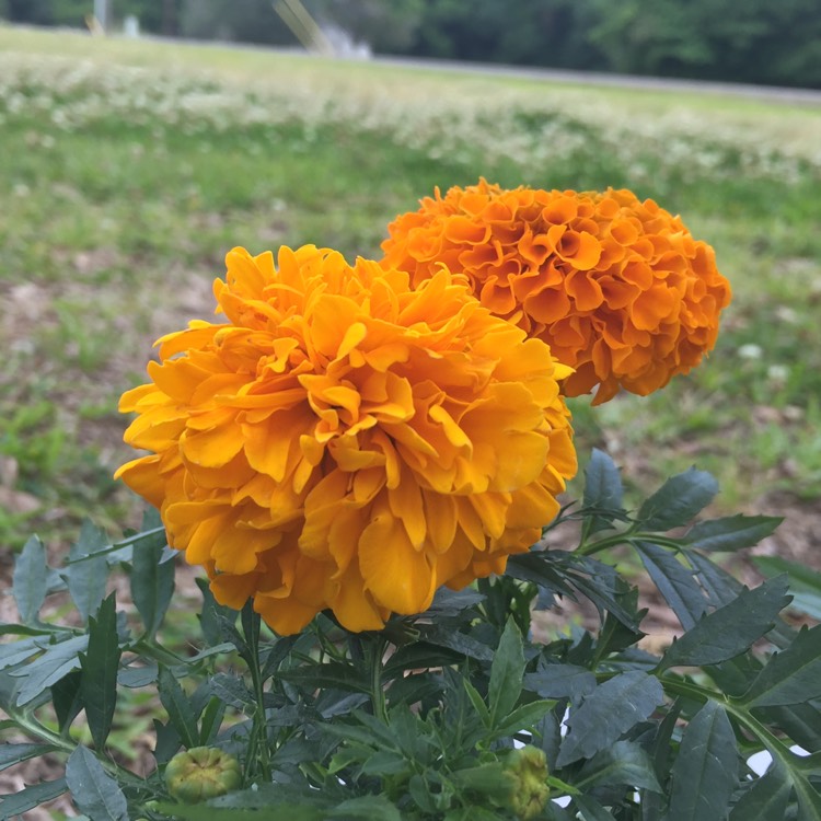 plant image 680591