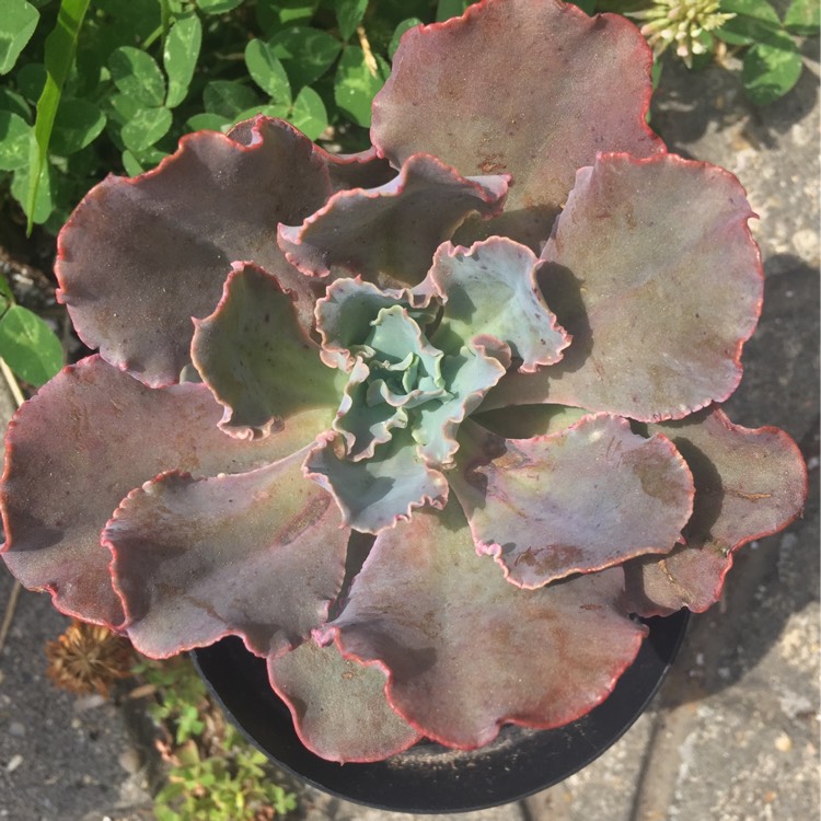 plant image 683621 plant image 683621