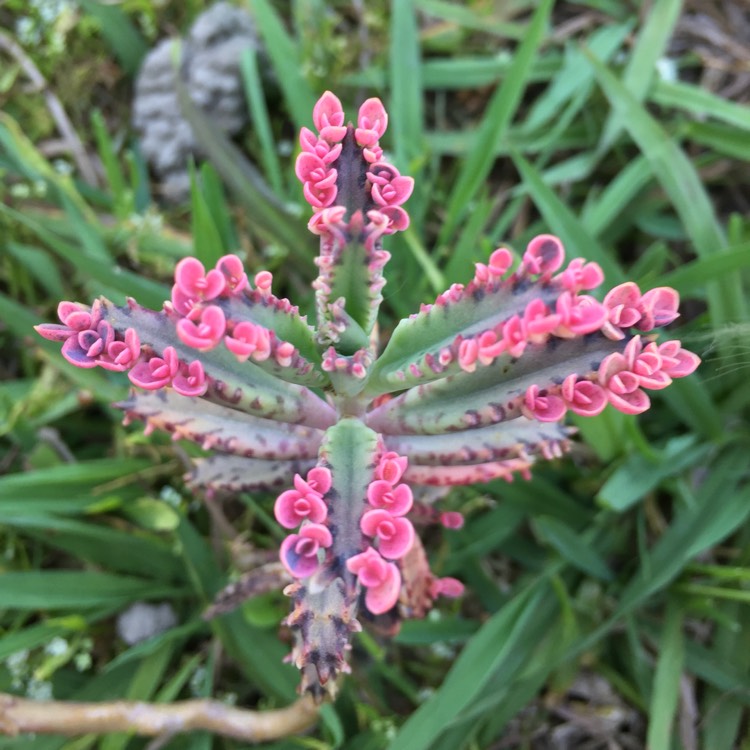 plant image 687083