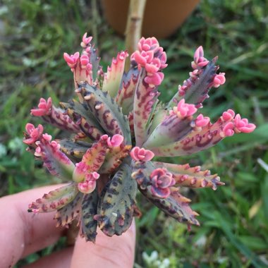 Kalanchoe delagoensis x daigremontiana