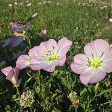 Oenothera speciosa