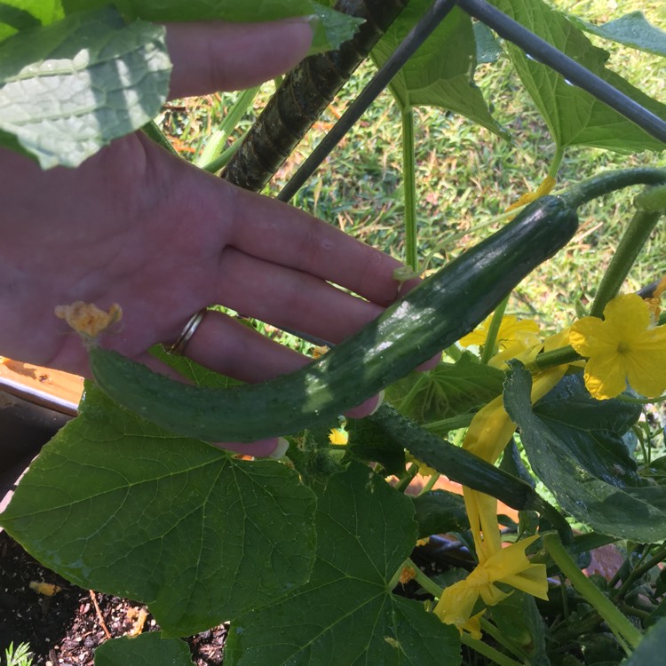 Plant image Cucumis sativus 'Burpless'