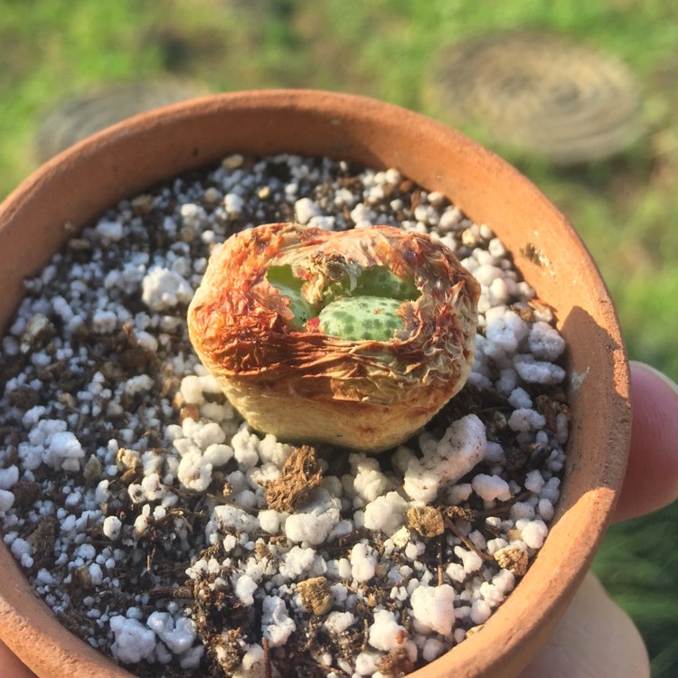 plant image 691017