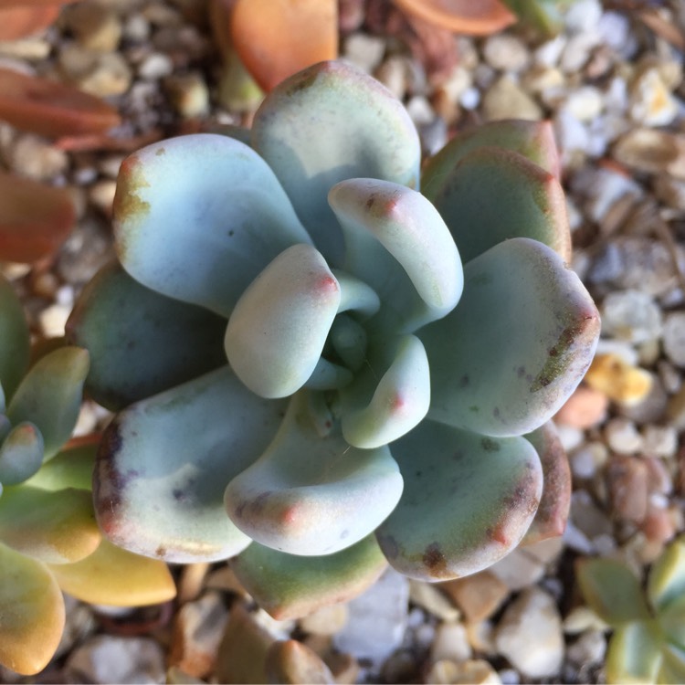 Plant image x Pachyveria Powder Puff