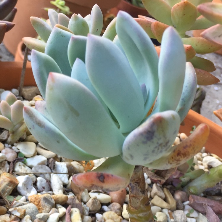plant image 782830