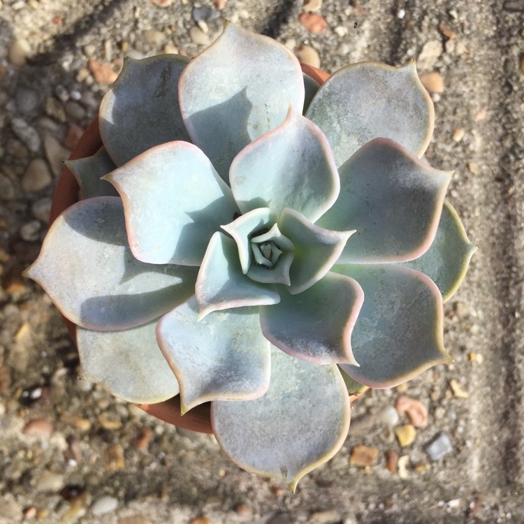 plant image 808253