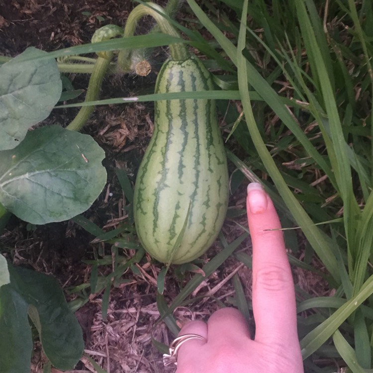 plant image 824103 plant image 824103