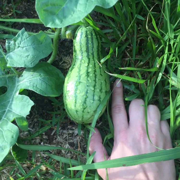 plant image 824909 plant image 824909