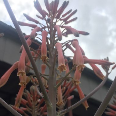 Aloe Maculata