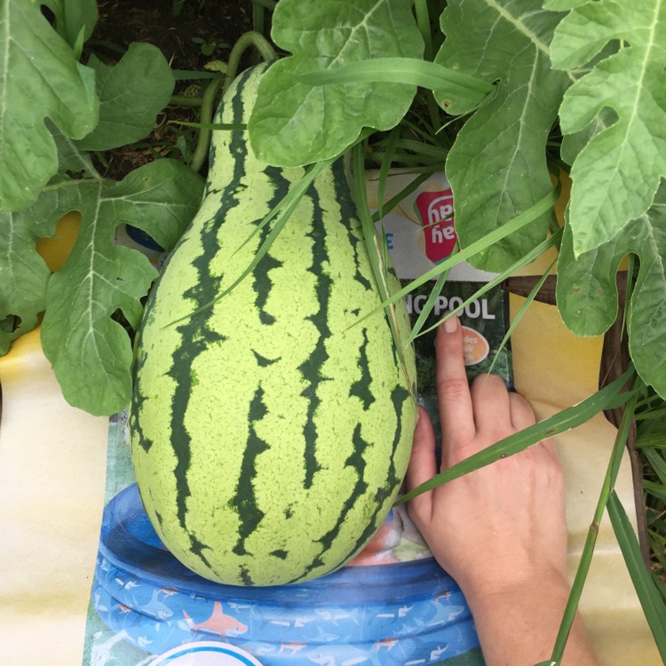 plant image 832842 plant image 832842