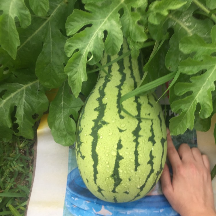 plant image 833918 plant image 833918