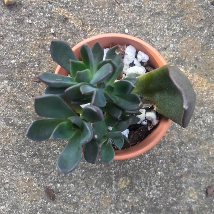 plant image 834727 plant image 834727