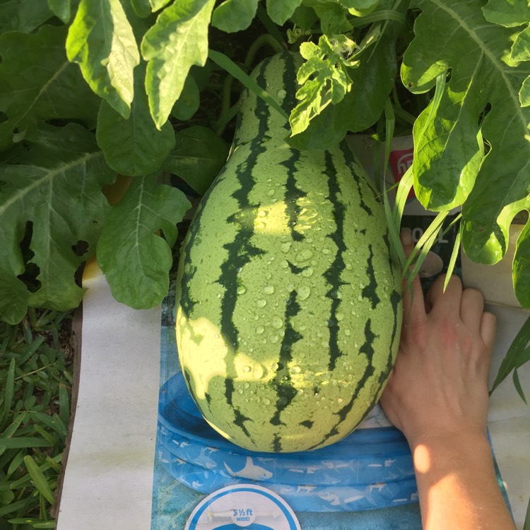 plant image 834728 plant image 834728