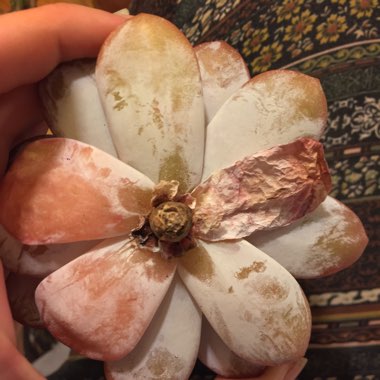 Echeveria Cream Tea 