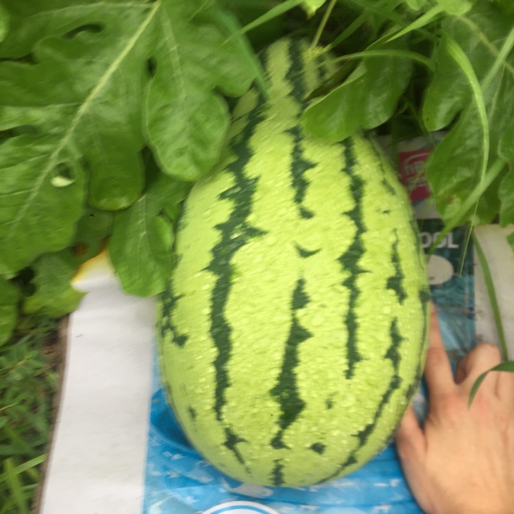 plant image 837890 plant image 837890