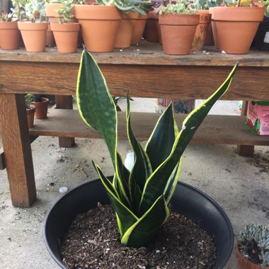 Sansevieria trifasciata