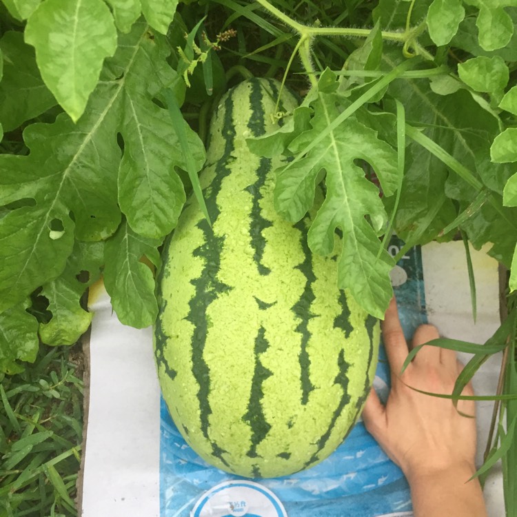 plant image 838722 plant image 838722
