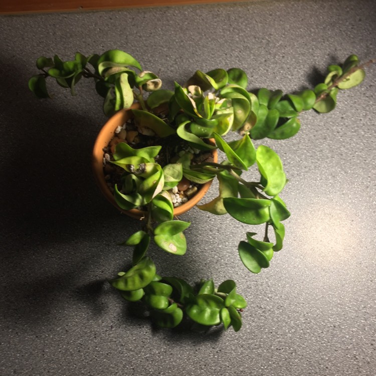 plant image 839595