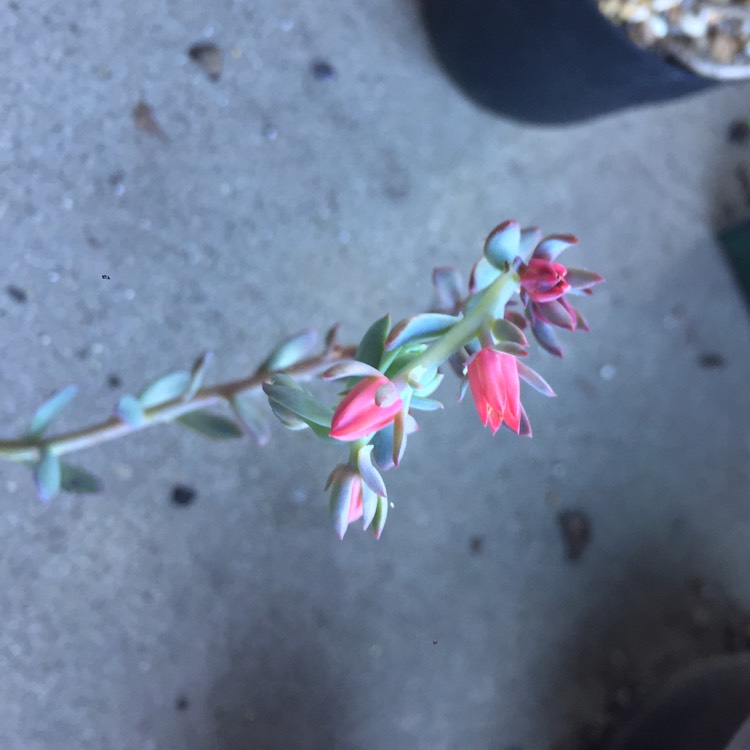 plant image 839645 plant image 839645