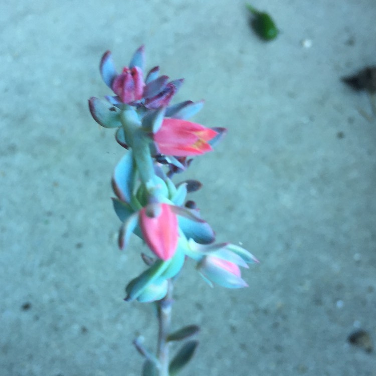 plant image 839646 plant image 839646